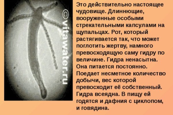 Как найти kraken